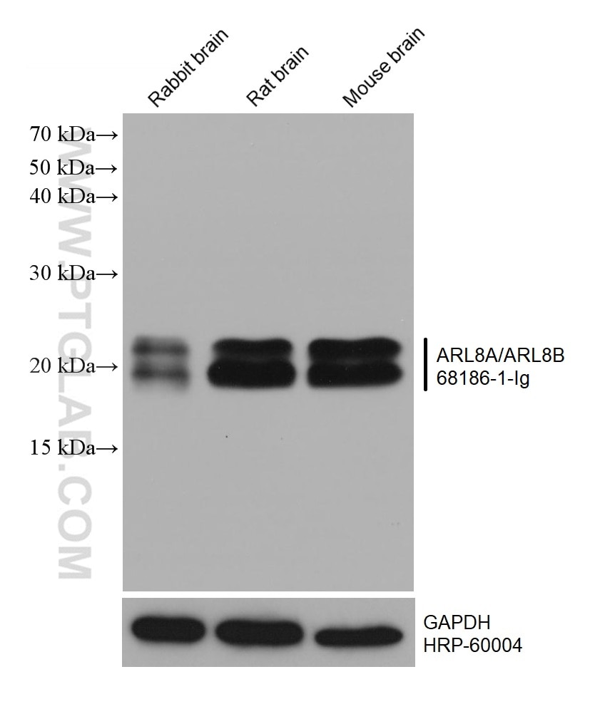 Western Blot (WB) analysis of various lysates using ARL8A/ARL8B Monoclonal antibody (68186-1-Ig)