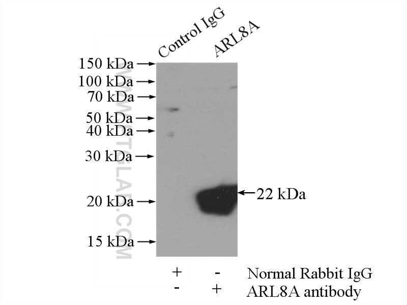 Immunoprecipitation (IP) experiment of mouse brain tissue using ARL8A Polyclonal antibody (17060-1-AP)