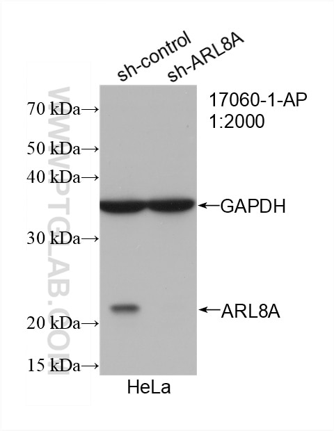 Western Blot (WB) analysis of HeLa cells using ARL8A Polyclonal antibody (17060-1-AP)