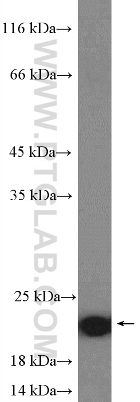 Western Blot (WB) analysis of HepG2 cells using ARL8A Polyclonal antibody (17060-1-AP)