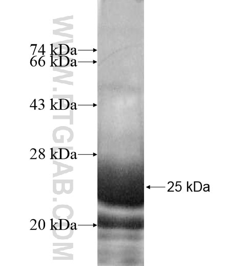 ARL8A fusion protein Ag10758 SDS-PAGE