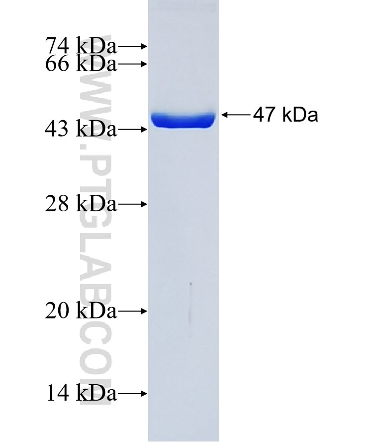 ARL8A fusion protein Ag10788 SDS-PAGE