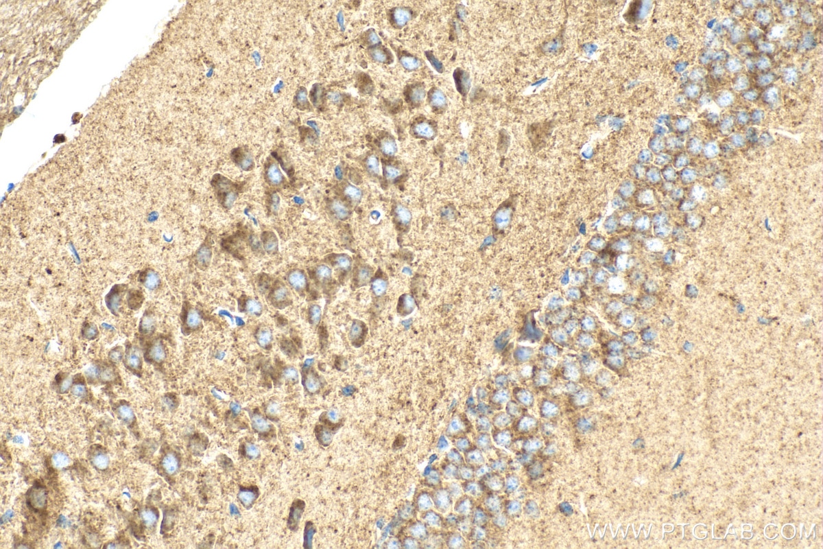 Immunohistochemistry (IHC) staining of mouse brain tissue using ARL8B Polyclonal antibody (13049-1-AP)