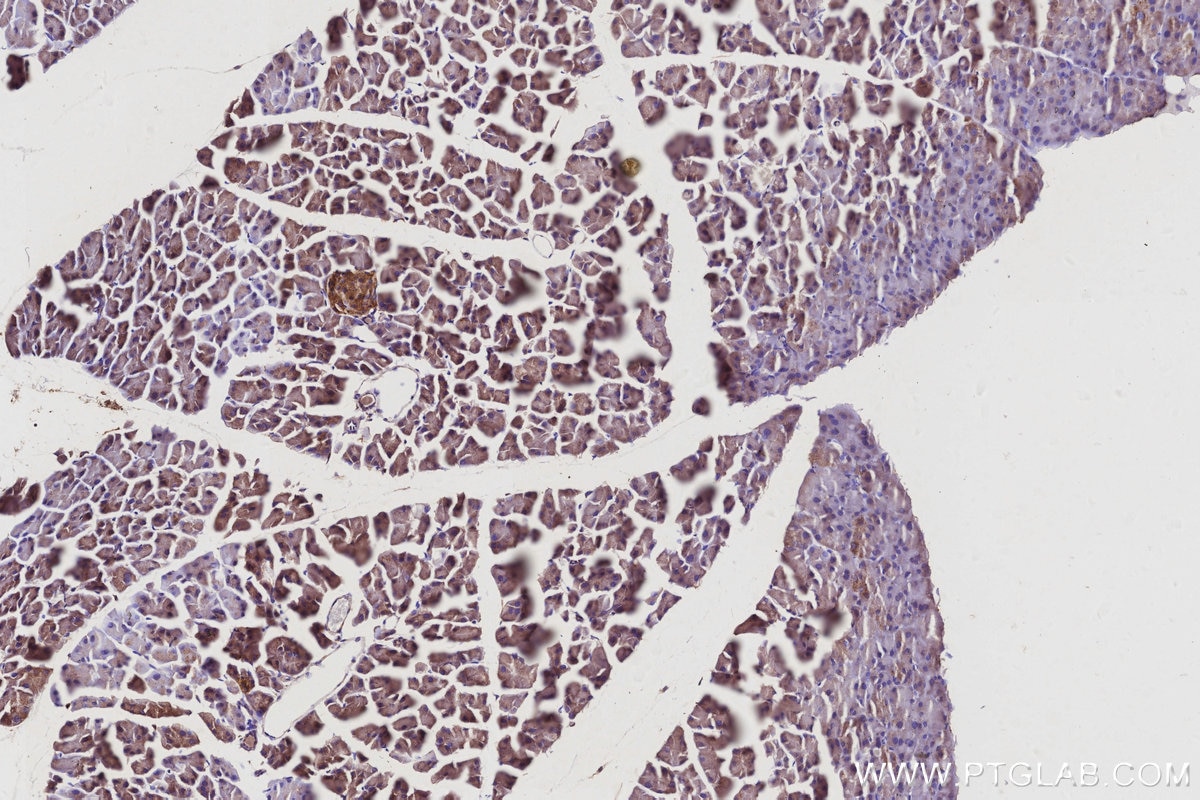 Immunohistochemistry (IHC) staining of mouse pancreas tissue using ARL8B Polyclonal antibody (13049-1-AP)