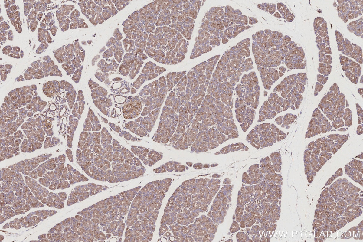 Immunohistochemistry (IHC) staining of rat pancreas tissue using ARL8B Polyclonal antibody (13049-1-AP)