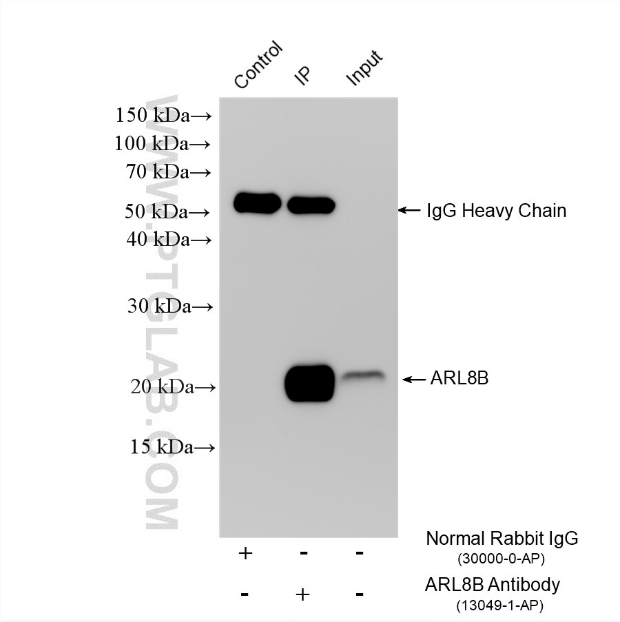 Immunoprecipitation (IP) experiment of A431 cells using ARL8B Polyclonal antibody (13049-1-AP)