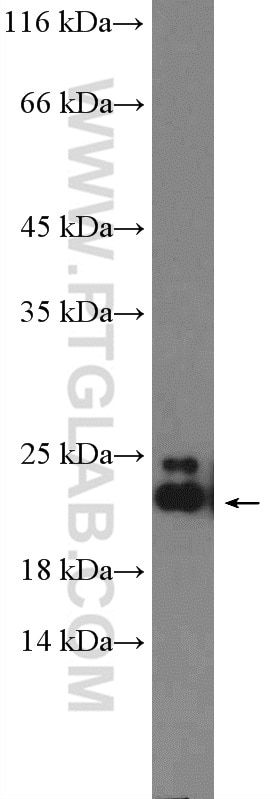 Western Blot (WB) analysis of mouse brain tissue using ARL8B Polyclonal antibody (13049-1-AP)