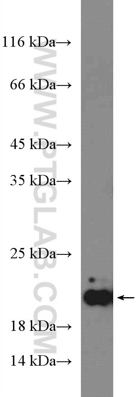 Western Blot (WB) analysis of NIH/3T3 cells using ARL8B Polyclonal antibody (13049-1-AP)