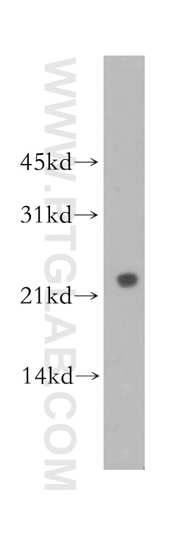 Western Blot (WB) analysis of human brain tissue using ARL8B Polyclonal antibody (13049-1-AP)