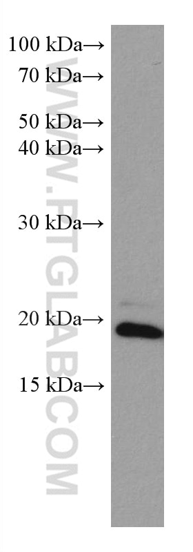 Western Blot (WB) analysis of Jurkat cells using ARL8B Monoclonal antibody (67891-1-Ig)
