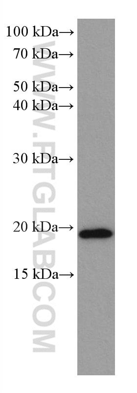 Western Blot (WB) analysis of K-562 cells using ARL8B Monoclonal antibody (67891-1-Ig)