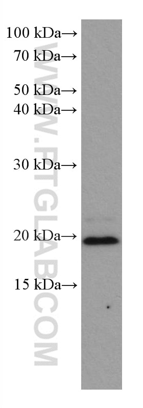 Western Blot (WB) analysis of HSC-T6 cells using ARL8B Monoclonal antibody (67891-1-Ig)
