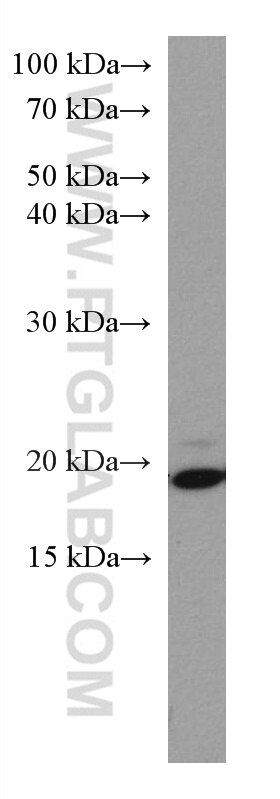 Western Blot (WB) analysis of NIH/3T3 cells using ARL8B Monoclonal antibody (67891-1-Ig)