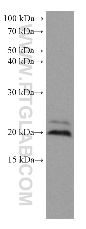 Western Blot (WB) analysis of pig brain tissue using ARL8B Monoclonal antibody (67891-1-Ig)
