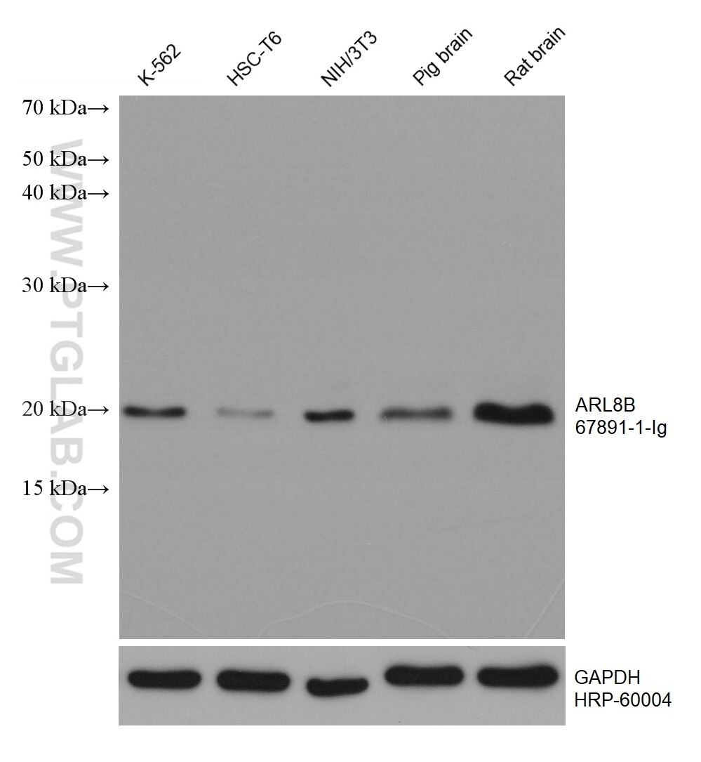 Western Blot (WB) analysis of various lysates using ARL8B Monoclonal antibody (67891-1-Ig)