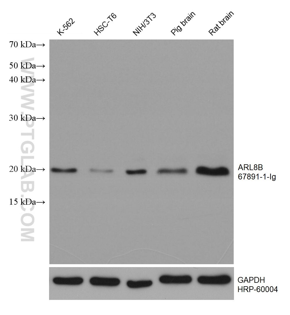 WB analysis using 67891-1-Ig