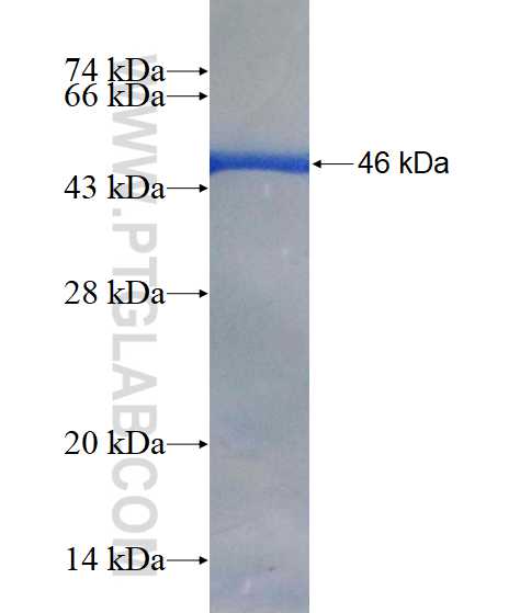 ARL8B fusion protein Ag3711 SDS-PAGE