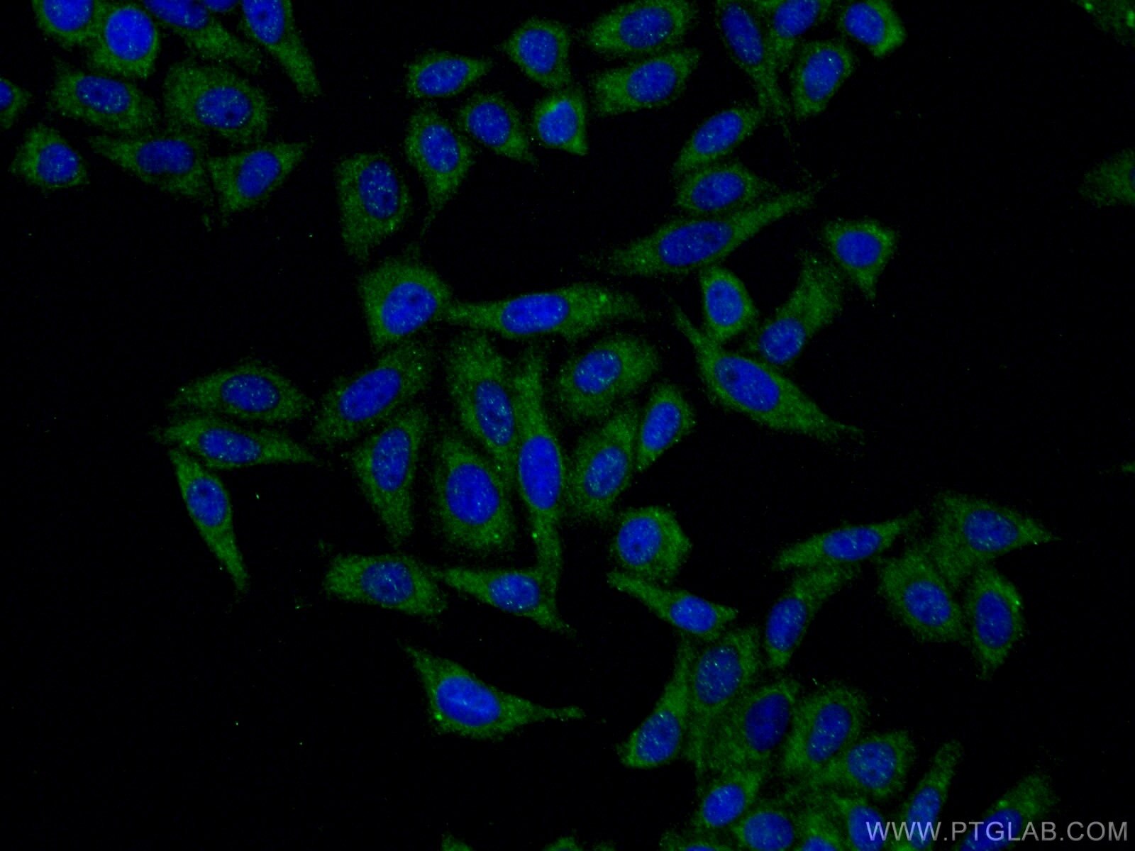 Immunofluorescence (IF) / fluorescent staining of HepG2 cells using ARMC10 Polyclonal antibody (20506-1-AP)
