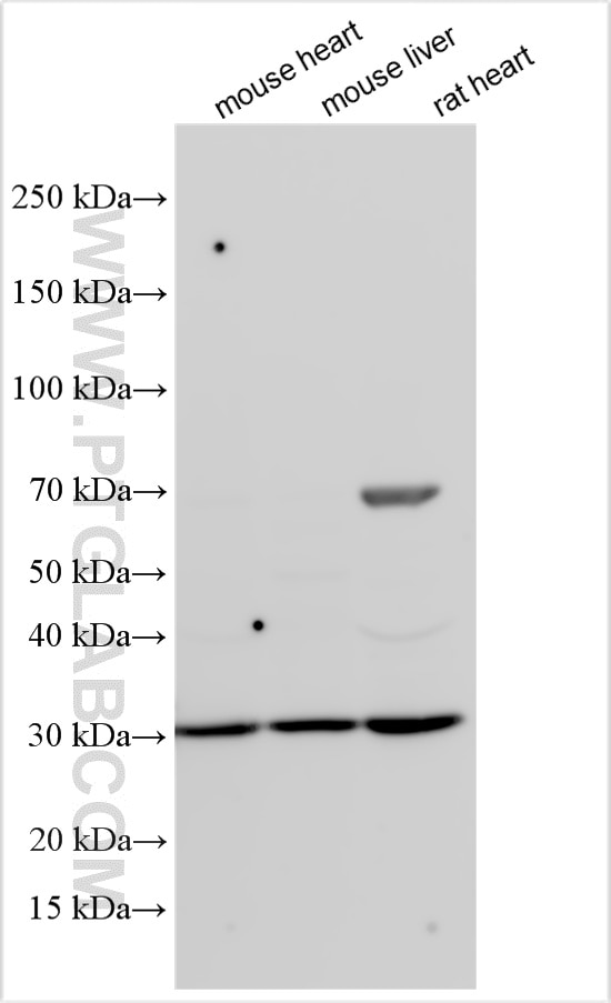 Western Blot (WB) analysis of various lysates using ARMC10 Polyclonal antibody (20506-1-AP)