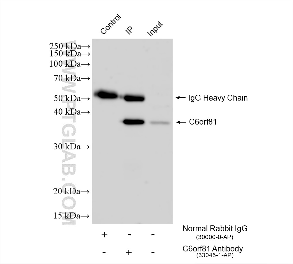 IP experiment of mouse testis using 33045-1-AP Immunoprecipitation (IP) experiment of mouse testis tissue using ARMC12 Polyclonal antibody (33045-1-AP)