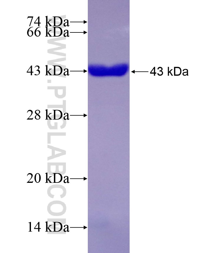 ARMC3 fusion protein Ag29268 SDS-PAGE
