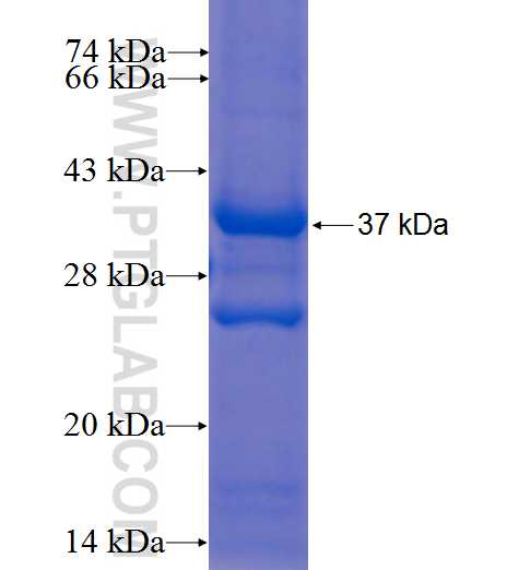 ARMC4 fusion protein Ag22387 SDS-PAGE