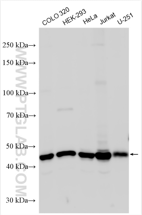 Western Blot (WB) analysis of various lysates using ARMC6 Polyclonal antibody (25558-1-AP)