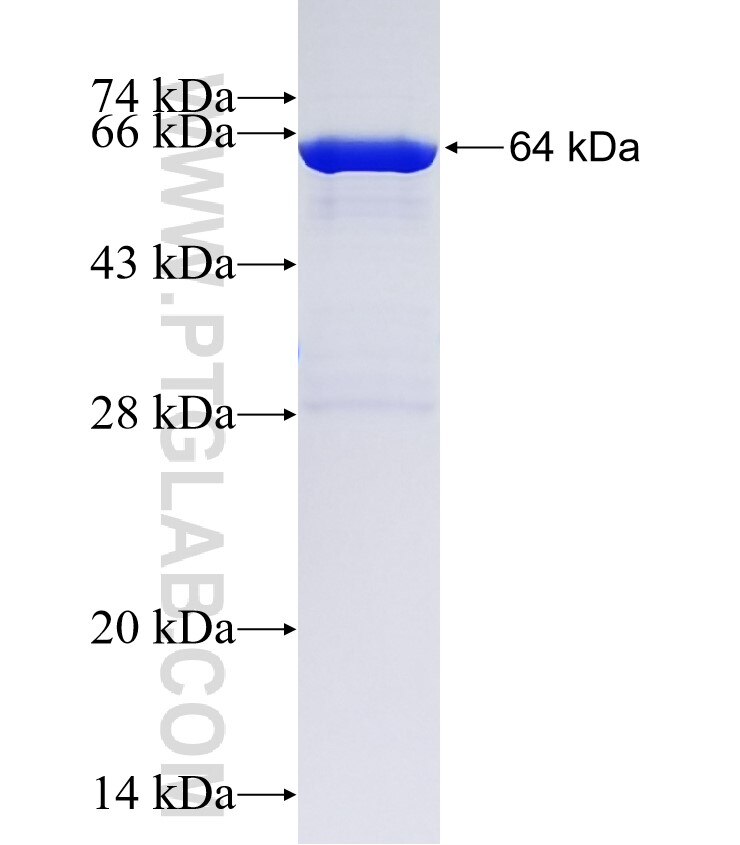 ARMC6 fusion protein Ag22278 SDS-PAGE