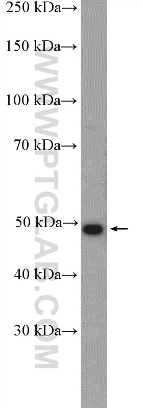 Western Blot (WB) analysis of mouse ovary tissue using ARMCX1 Polyclonal antibody (20193-1-AP)