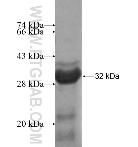 ARMCX1 fusion protein Ag14120 SDS-PAGE