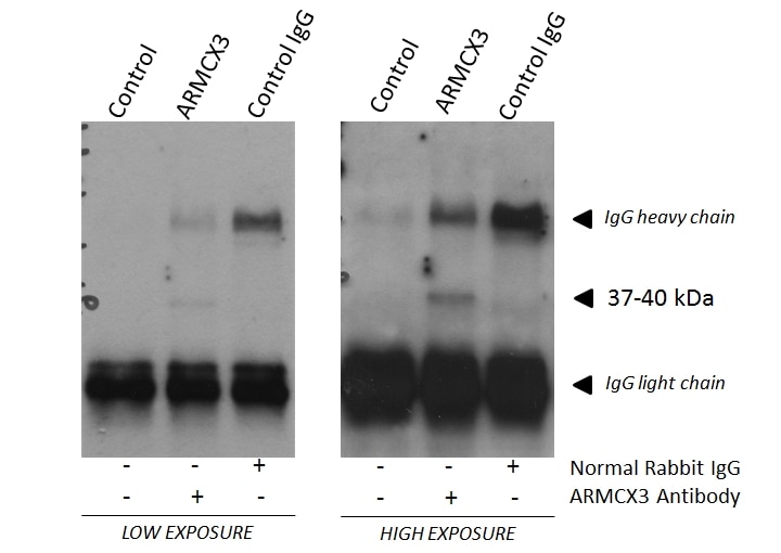 Immunoprecipitation (IP) experiment of fetal human brain tissue using ARMCX3 Polyclonal antibody (25705-1-AP)