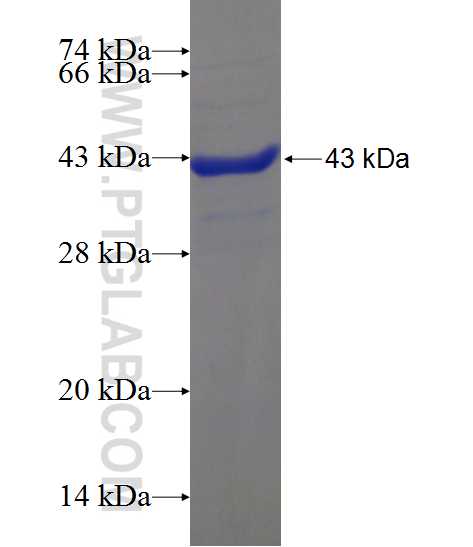 ARMCX3 fusion protein Ag22501 SDS-PAGE