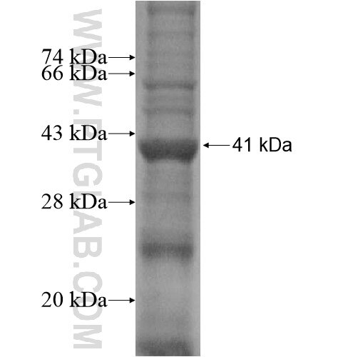 ARMCX4 fusion protein Ag15780 SDS-PAGE