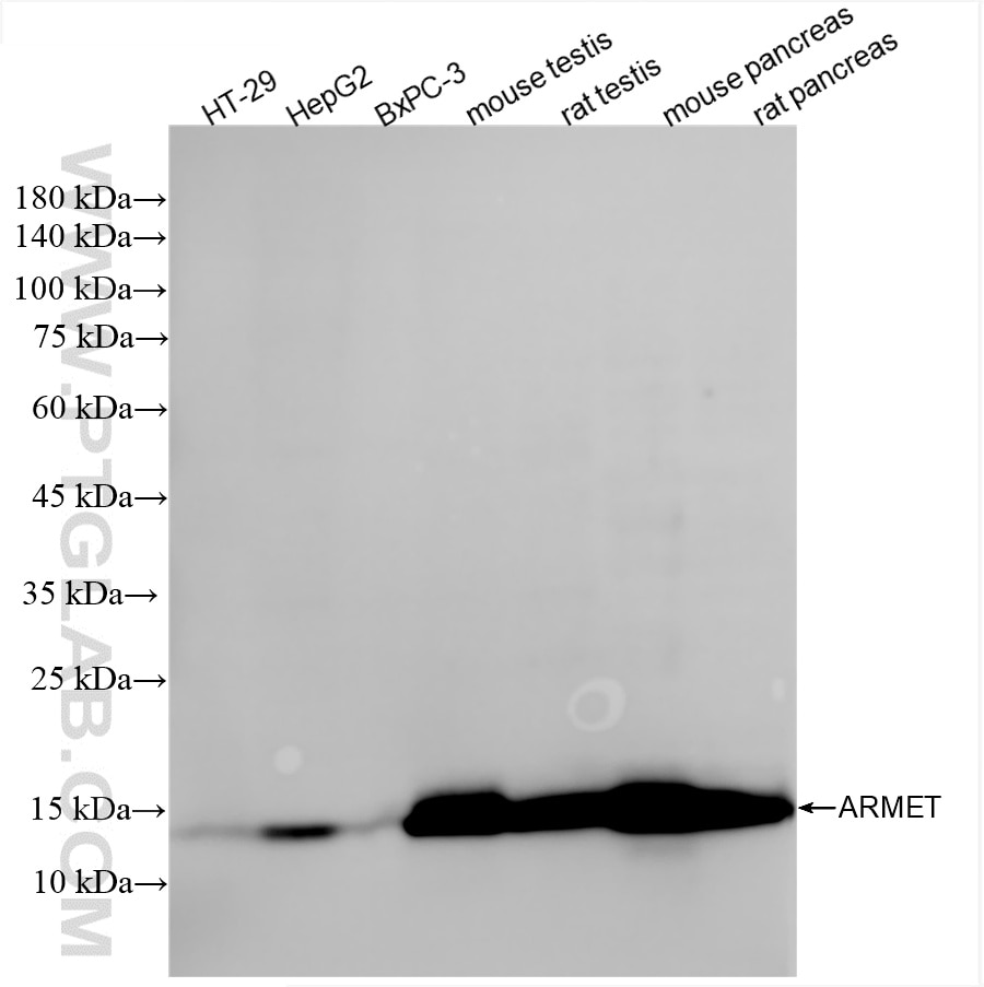 Western Blot (WB) analysis of various lysates using ARMET Recombinant antibody (86360-2-RR)