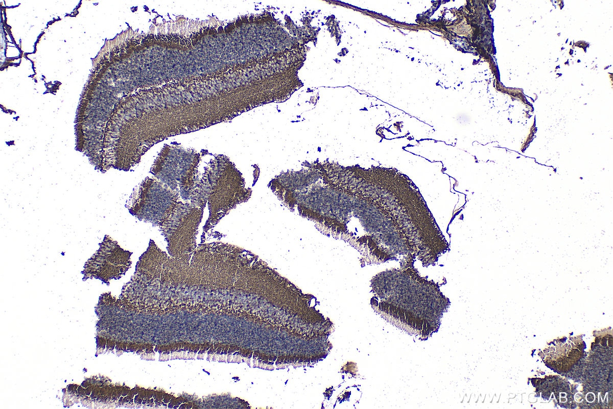 IHC staining of mouse eye using 33334-1-AP Immunohistochemistry (IHC) staining of mouse eye tissue using ARMS2 Polyclonal antibody (33334-1-AP)