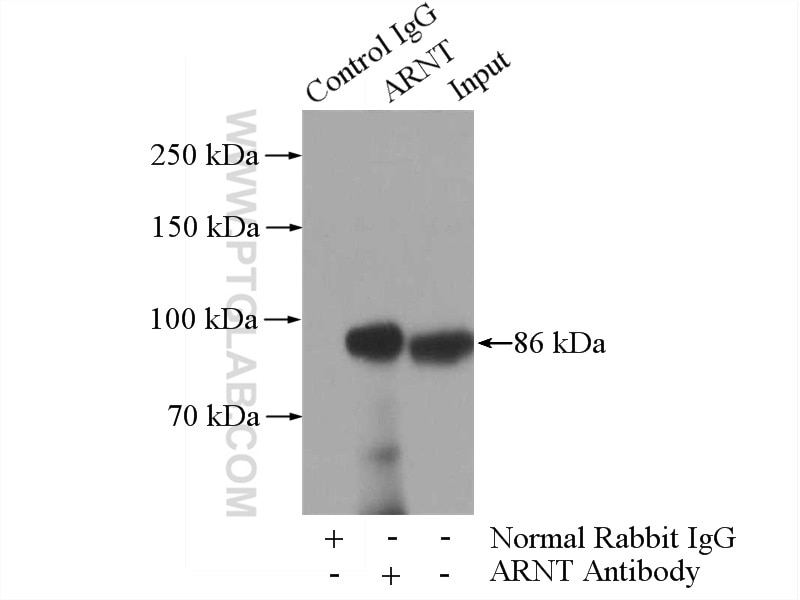 Immunoprecipitation (IP) experiment of HepG2 cells using ARNT,HIF1B Polyclonal antibody (14105-1-AP)