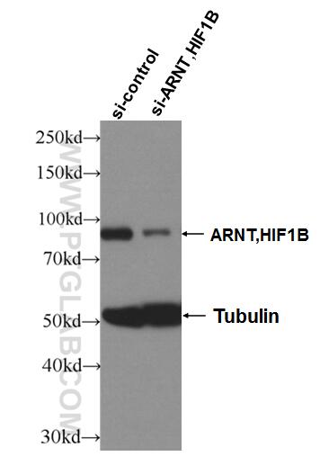 Western Blot (WB) analysis of HeLa cells using ARNT,HIF1B Polyclonal antibody (14105-1-AP)