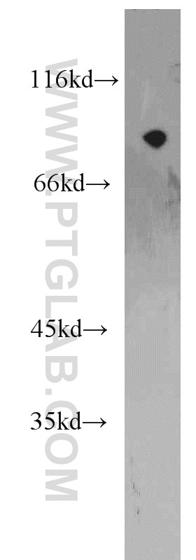 Western Blot (WB) analysis of HepG2 cells using ARNT,HIF1B Polyclonal antibody (14105-1-AP)