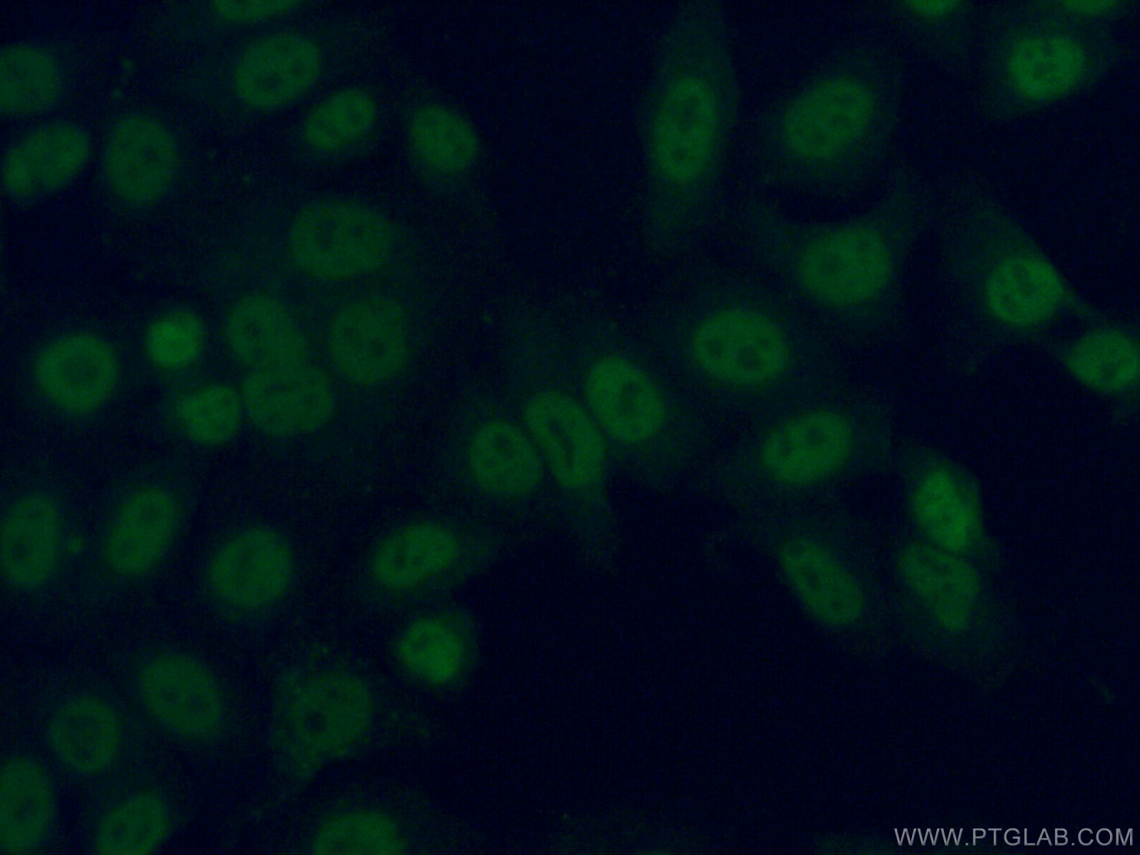 Immunofluorescence (IF) / fluorescent staining of HepG2 cells using ARNT,HIF1B Monoclonal antibody (66732-1-Ig)