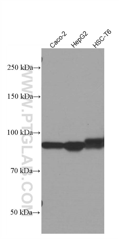 Western Blot (WB) analysis of various lysates using ARNT,HIF1B Monoclonal antibody (66732-1-Ig)