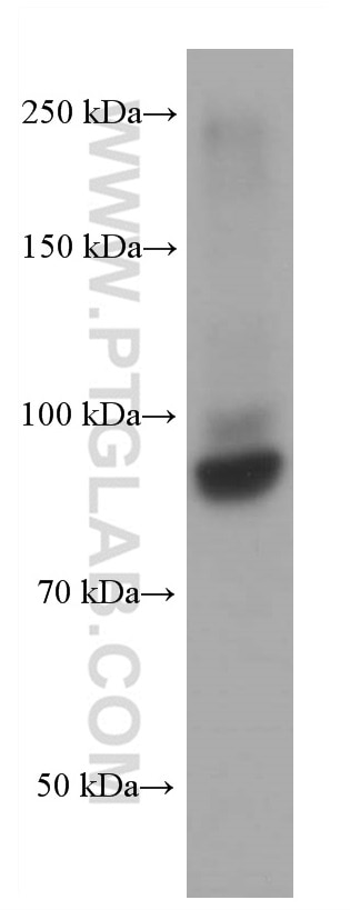 Western Blot (WB) analysis of NIH/3T3 cells using ARNT,HIF1B Monoclonal antibody (66732-1-Ig)