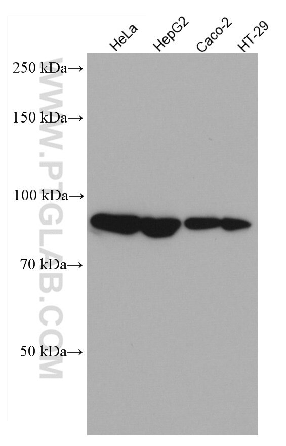 Western Blot (WB) analysis of various lysates using ARNT,HIF1B Monoclonal antibody (66732-1-Ig)