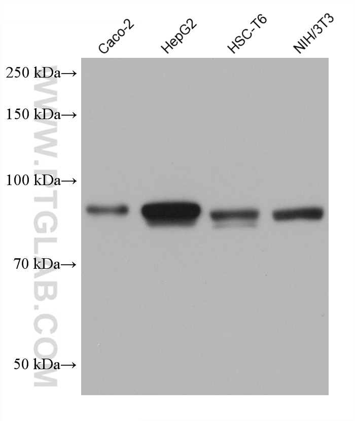 Western Blot (WB) analysis of various lysates using ARNT/HIF-1 beta Monoclonal antibody (66732-1-Ig)