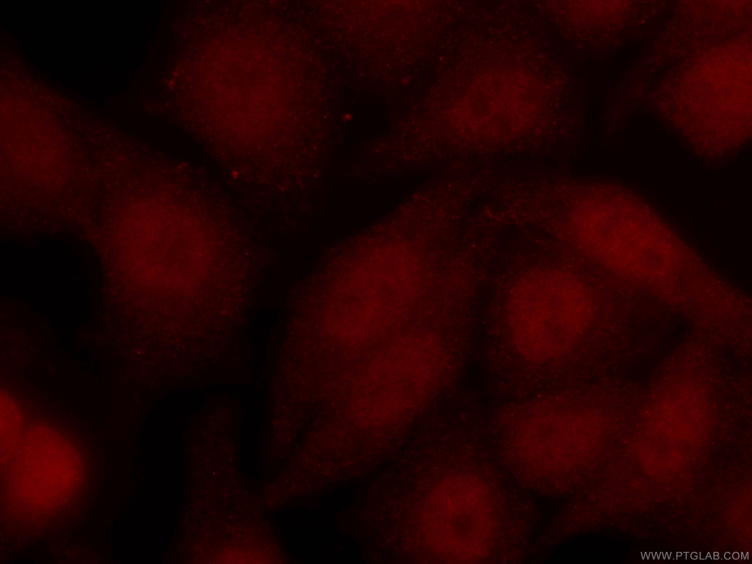 Immunofluorescence (IF) / fluorescent staining of HepG2 cells using CoraLite®594-conjugated ARNT,HIF1B Monoclonal anti (CL594-66732)