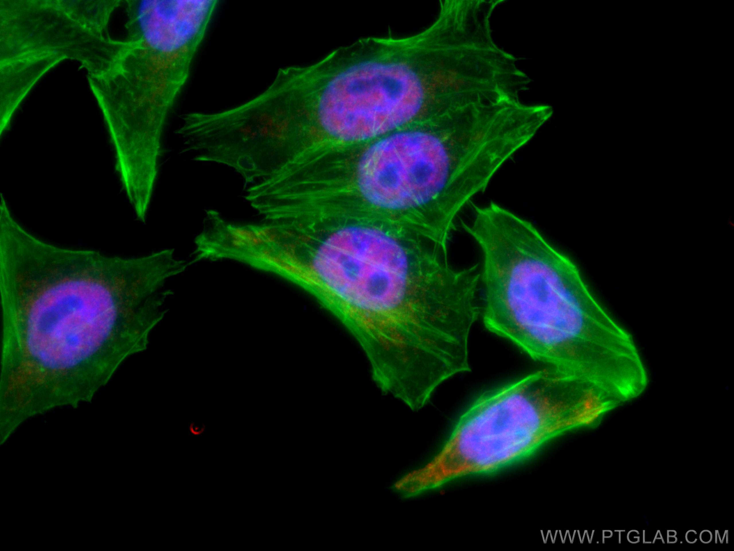 Immunofluorescence (IF) / fluorescent staining of HepG2 cells using CoraLite®594-conjugated ARNT,HIF1B Monoclonal anti (CL594-66732)