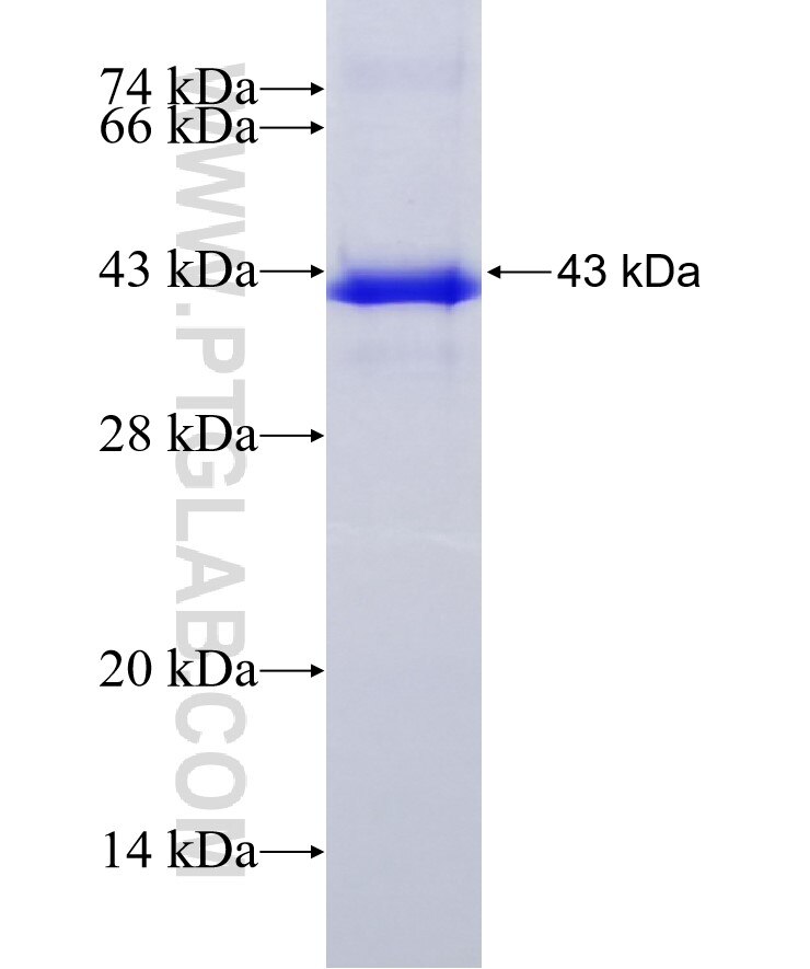 ARNT,HIF1B fusion protein Ag5507 SDS-PAGE