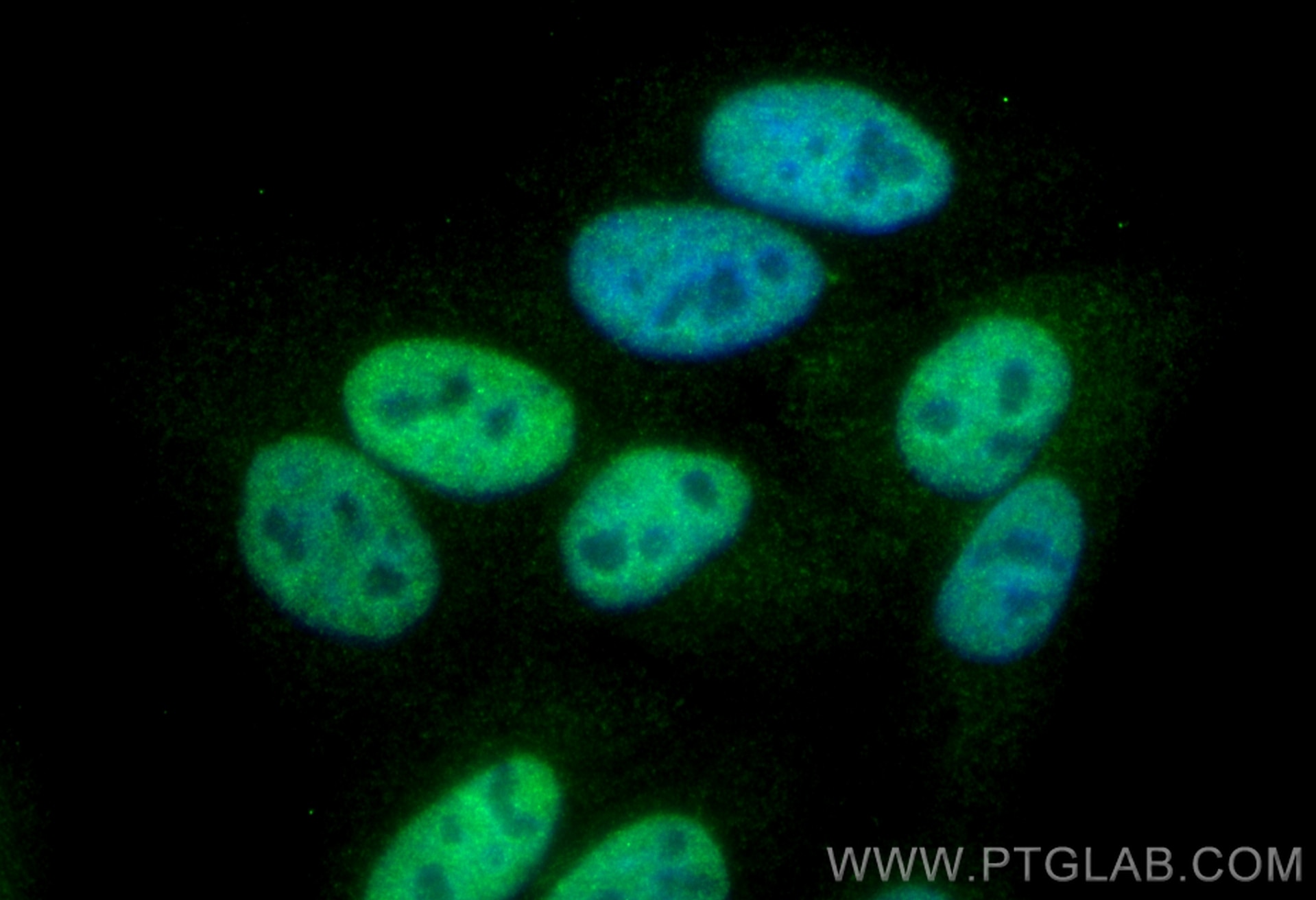 Immunofluorescence (IF) / fluorescent staining of HepG2 cells using ARNT/HIF-1 beta Recombinant antibody (84650-4-RR)