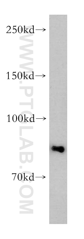 Western Blot (WB) analysis of HEK-293 cells using ARNT2 Polyclonal antibody (12810-1-AP)