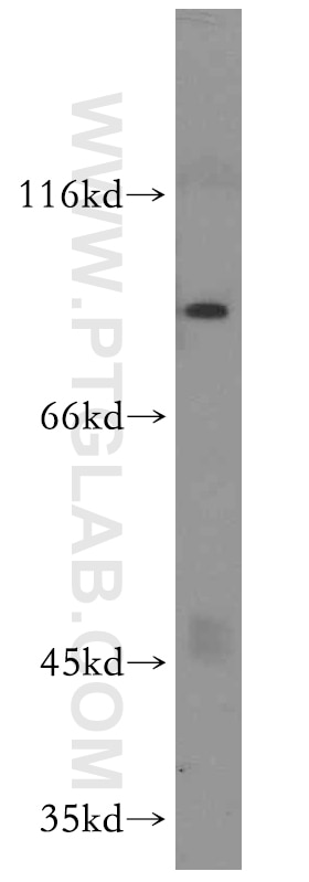 Western Blot (WB) analysis of Raji cells using ARNT2 Polyclonal antibody (12810-1-AP)
