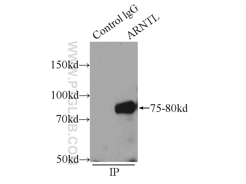 Immunoprecipitation (IP) experiment of HeLa cells using ARNTL Polyclonal antibody (14268-1-AP)